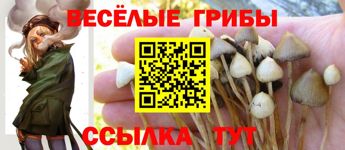 Котельники  где найти   Вход с VPN  Псилоцибиновые грибы GOLDEN TEACHER 